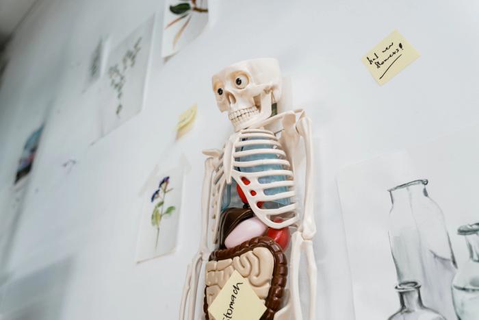 10 Facts About the Human Skeleton That Change How You See Your Body