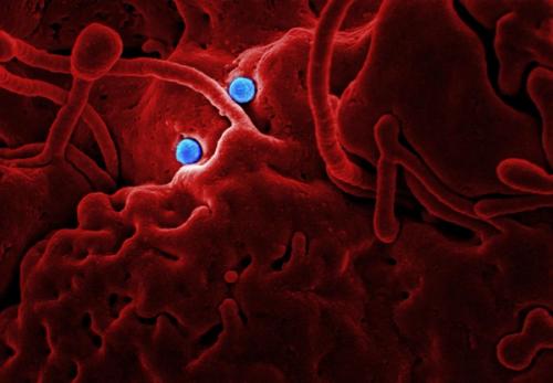 Why Your Immune System Is the Most Sophisticated Thing in the Known Universe