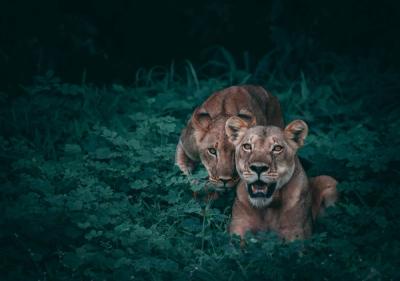 10 Animal Behaviours That Scientists Still Cannot Fully Explain