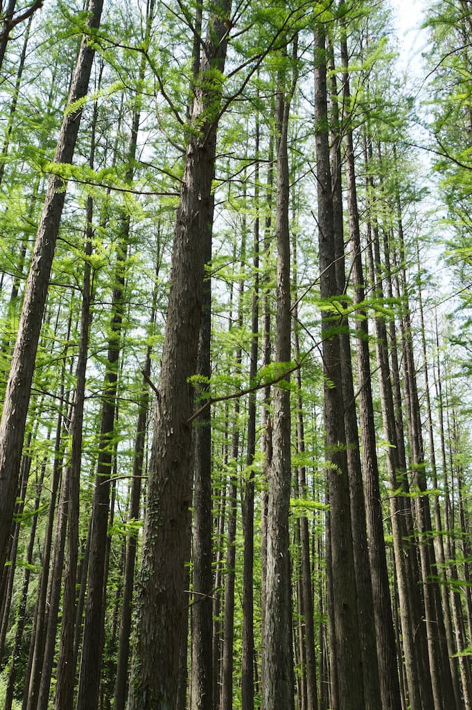 10 Facts About Forests That Will Make You See Trees Completely Differently