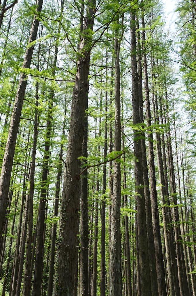 10 Facts About Forests That Will Make You See Trees Completely Differently