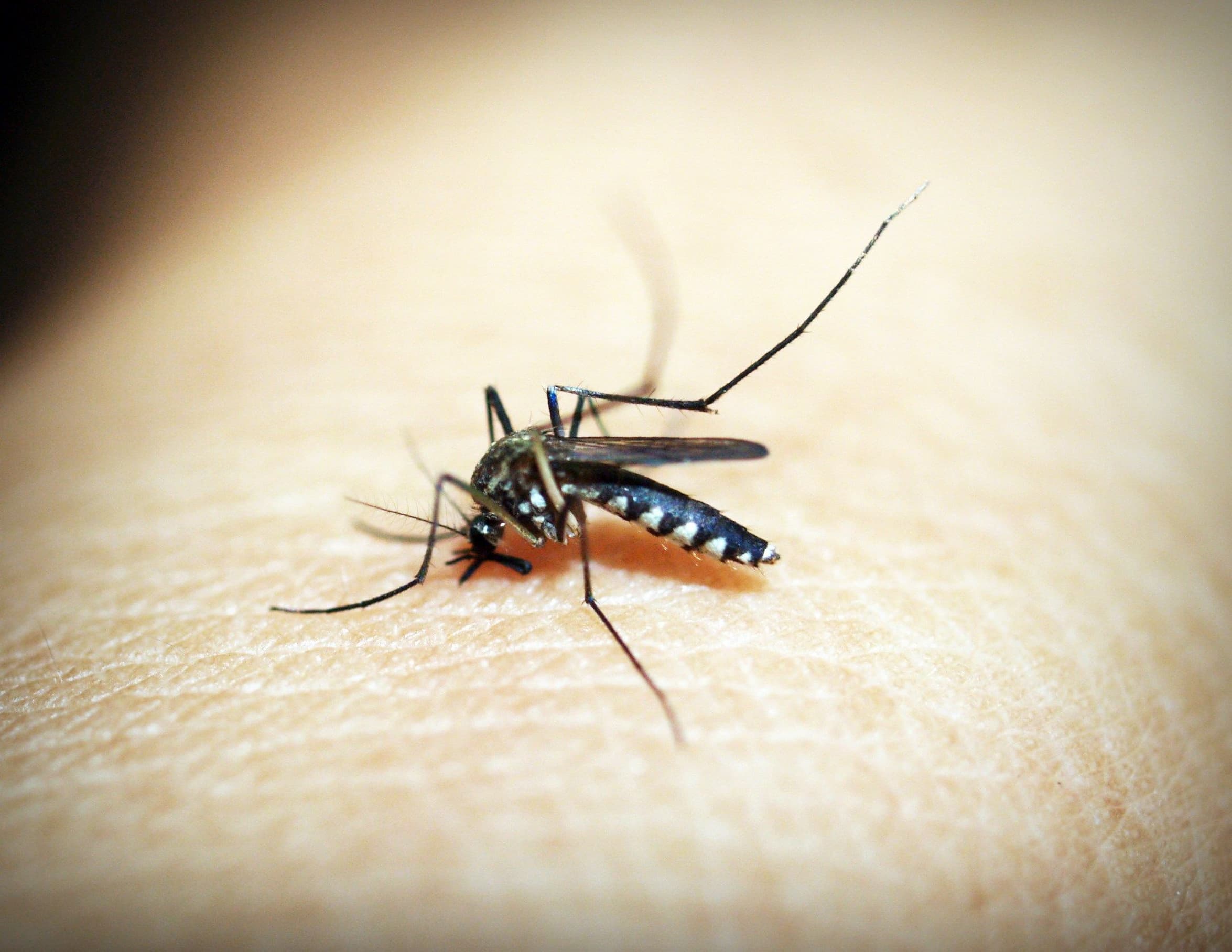 The Real Science Behind Why Mosquitoes Target Certain People