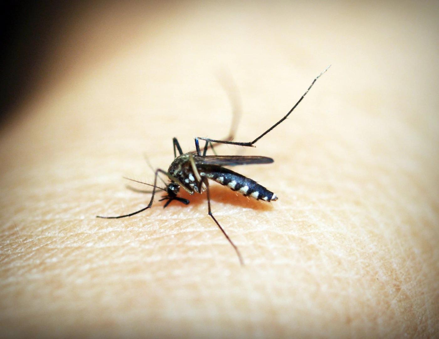 The Real Science Behind Why Mosquitoes Target Certain People