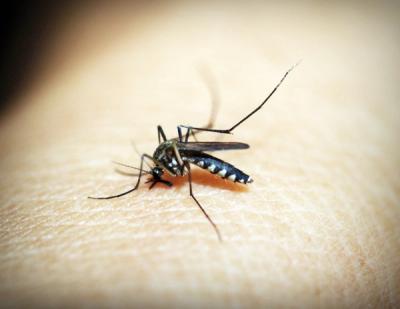 The Real Science Behind Why Mosquitoes Target Certain People