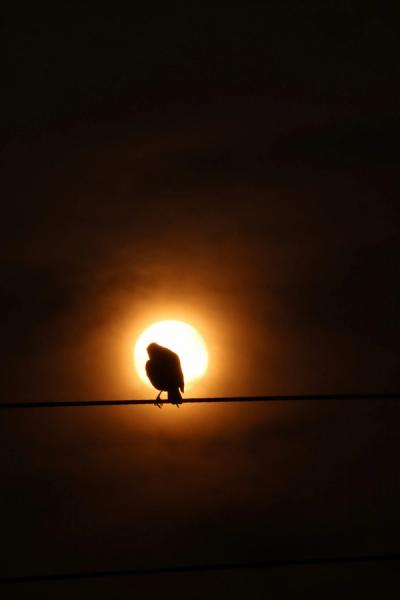 Why Night Owls and Early Birds Have Genuinely Different Brains