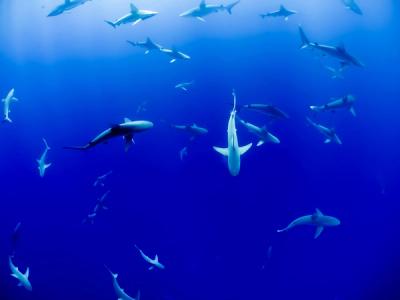 10 Things About Sharks That Horror Films Got Completely Wrong