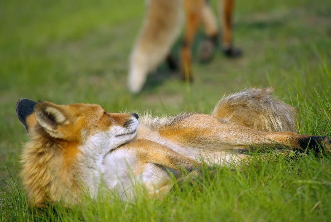 10 Animal Facts So Strange They Sound Completely Made Up