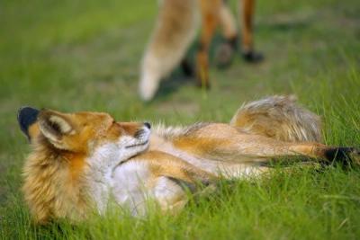 10 Animal Facts So Strange They Sound Completely Made Up