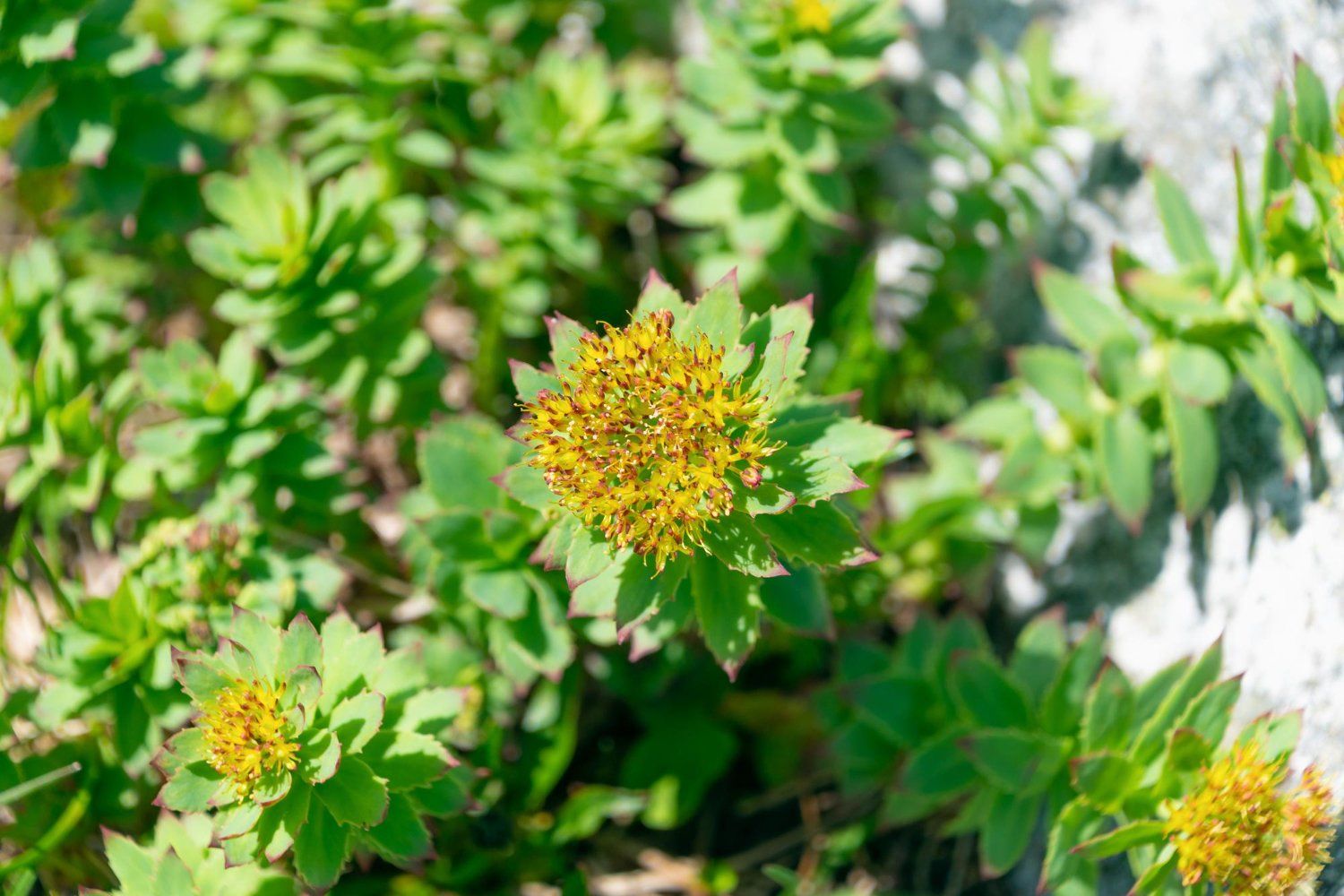 Rhodiola Rosea: nauda, šalutinis poveikis, mitybos faktai, naudojimas ir dar daugiau