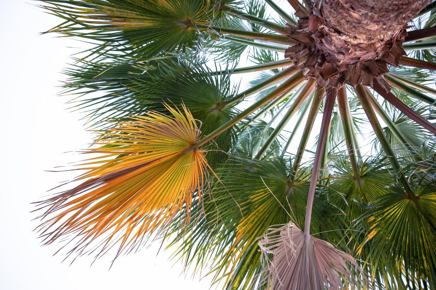 Saw Palmetto: nauda, šalutinis poveikis, mitybos faktai, naudojimas ir dar daugiau