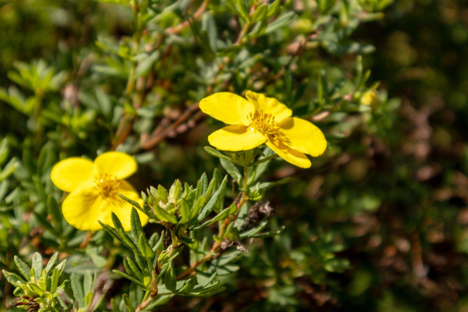 Tribulus Terrestris: nauda, šalutinis poveikis, mitybos faktai, naudojimas ir dar daugiau