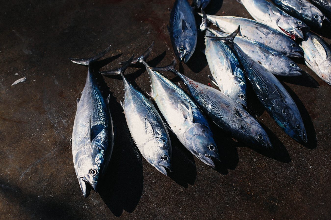 Tunas turi daug baltymų ir omega-3 — bet vienas dalykas verčia skaičiuoti porcijas