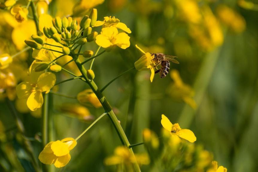 Propolis: Benefits, Side Effects, Nutritional Facts, Uses, and More