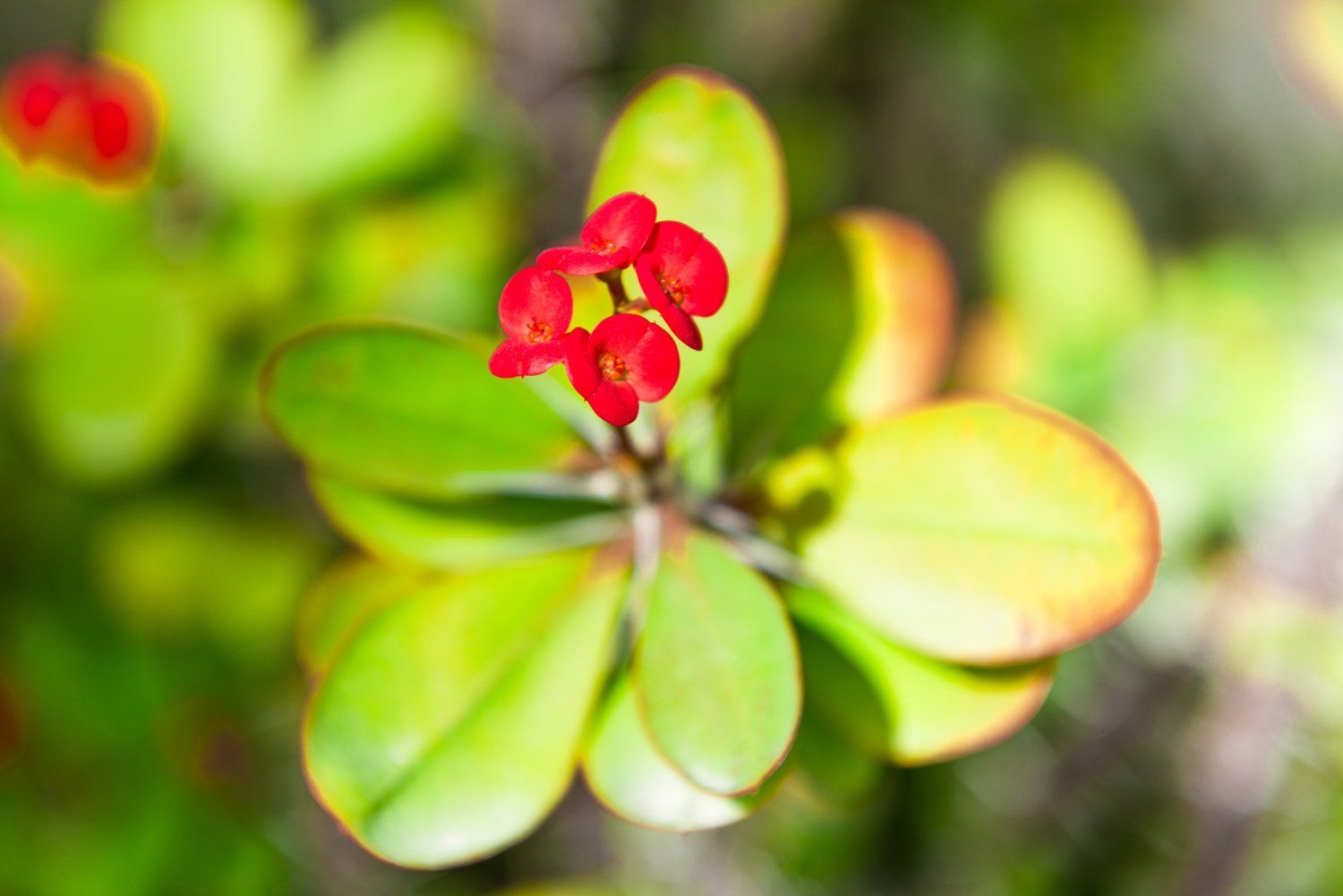 Tribulus Terrestris: nauda, šalutinis poveikis, mitybos faktai, naudojimas ir dar daugiau