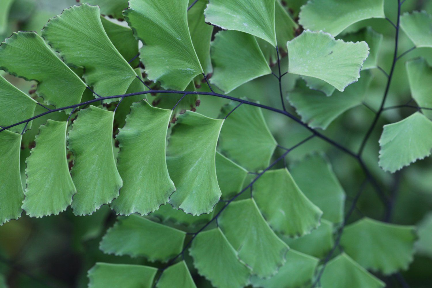 Ginkgo Biloba ekstraktas: nauda, šalutinis poveikis, mitybos faktai, panaudojimas ir dar daugiau