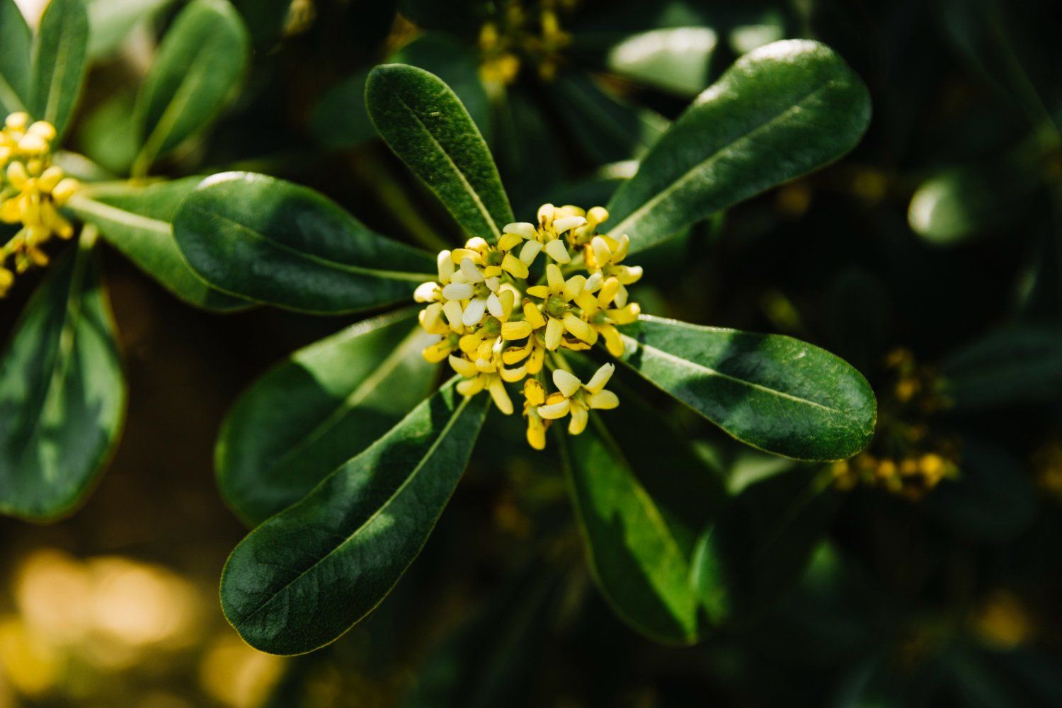 Tribulus Terrestris: nauda, šalutinis poveikis, mitybos faktai, naudojimas ir dar daugiau