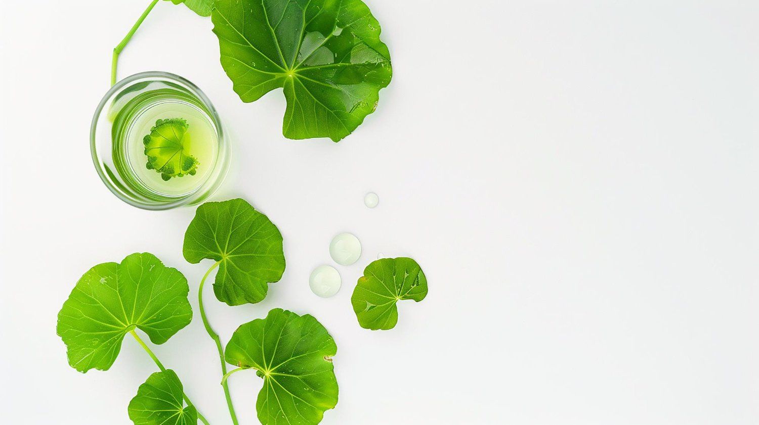 Gotu Kola: nauda, šalutinis poveikis, mitybos faktai, naudojimo būdai ir dar daugiau