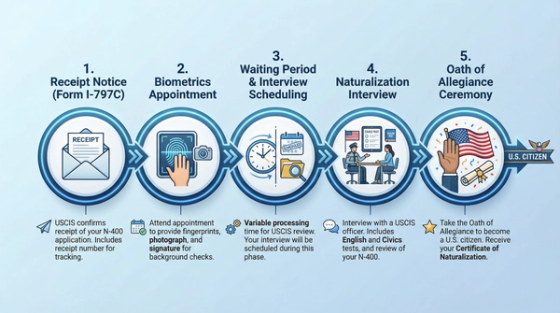 N-400 Naturalization Timeline Five Steps From Filing to Oath | Immiva Five-step timeline infographic showing the N-400 naturalization process from receipt notice and biometrics through interview and oath of allegiance ceremony