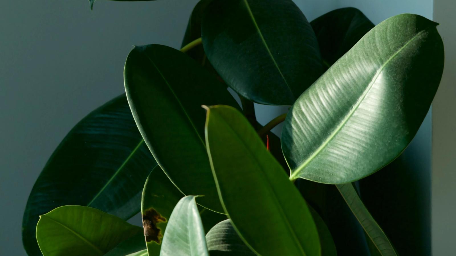 What is "Evergreen Equity"?