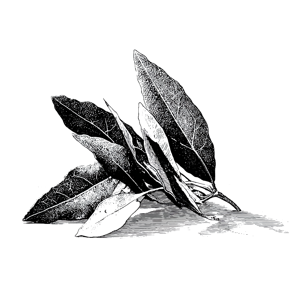 Bay Leaf