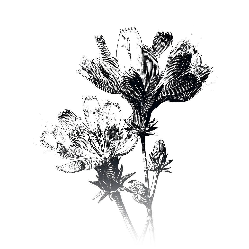 Chicory
