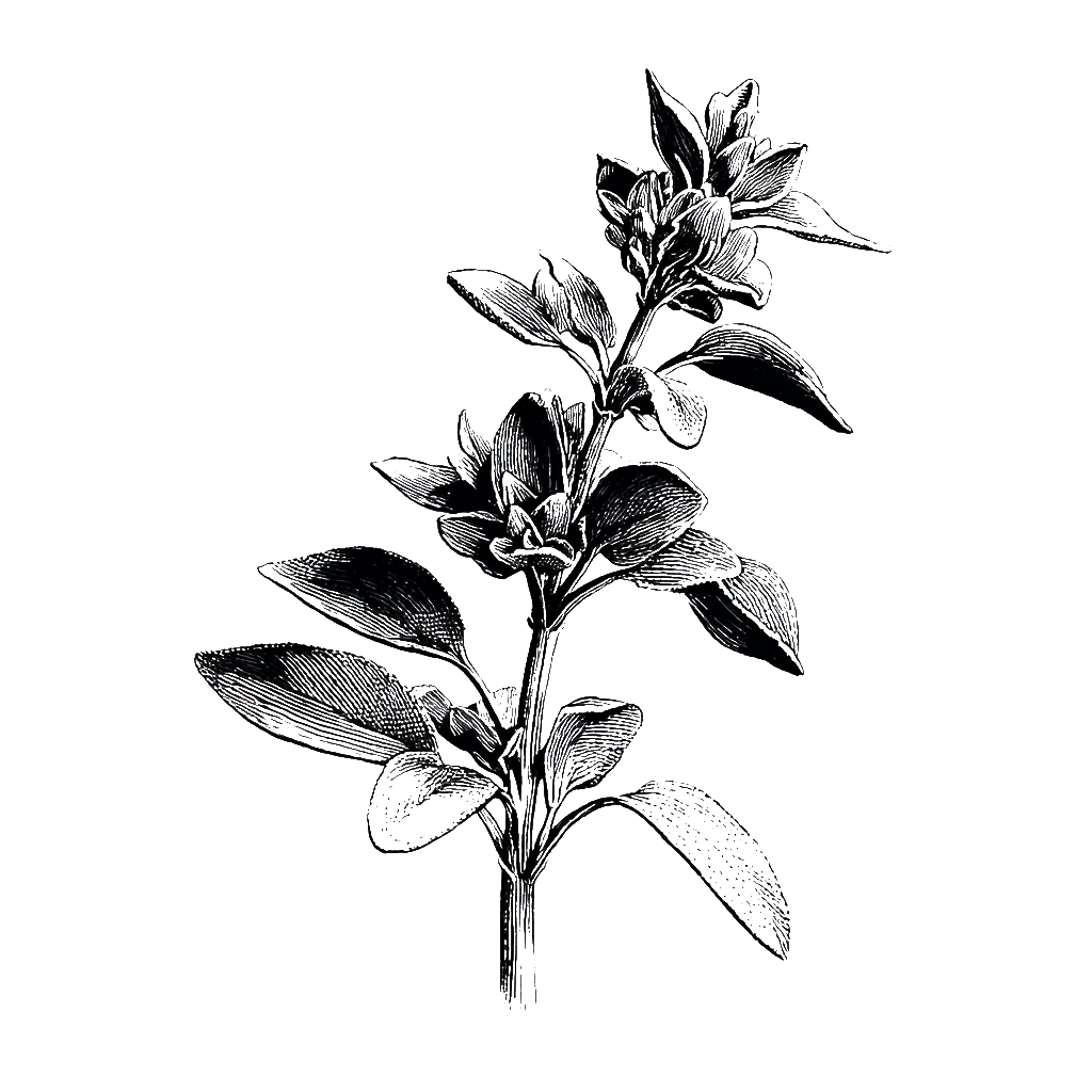 Dried Sage