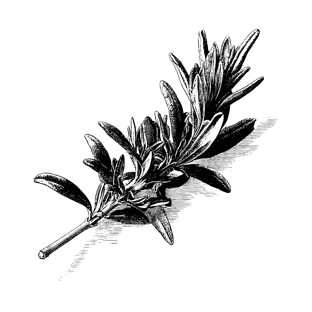 Dried rosemary