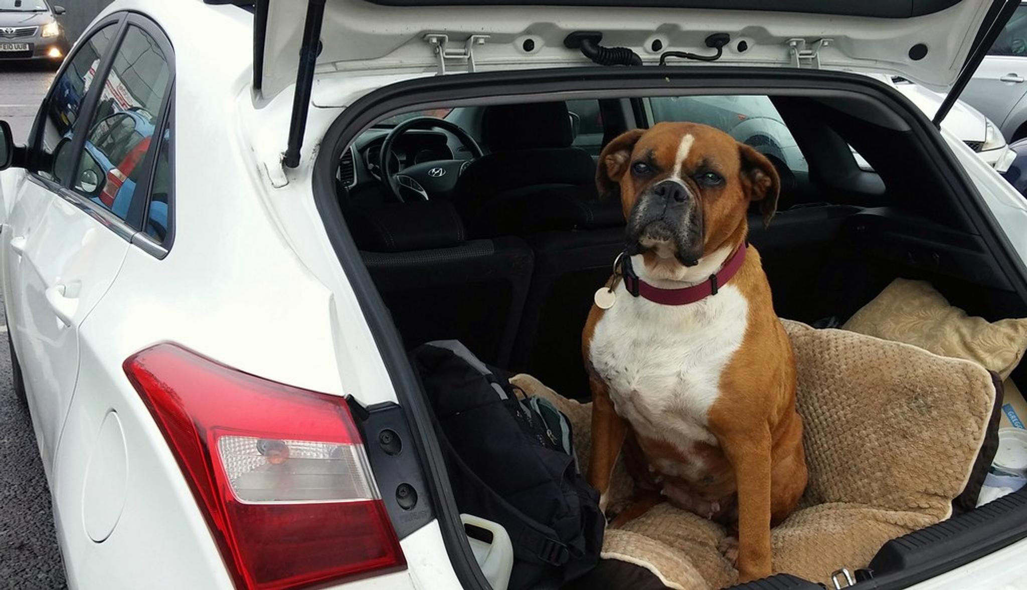 a dog in the boot of the car, car boot, dog in a car, dog in a trunk, car trunk, vehicle boot