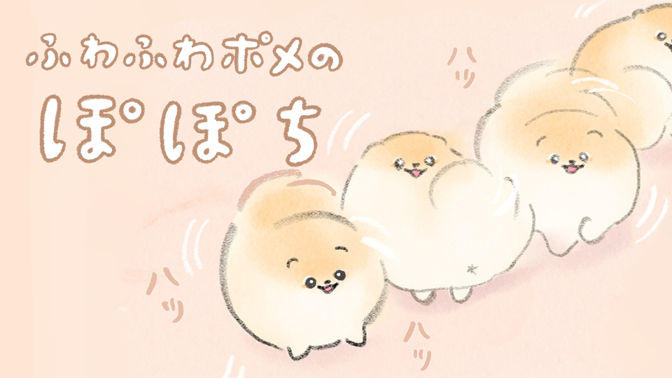 ふわふわポメのぽぽち