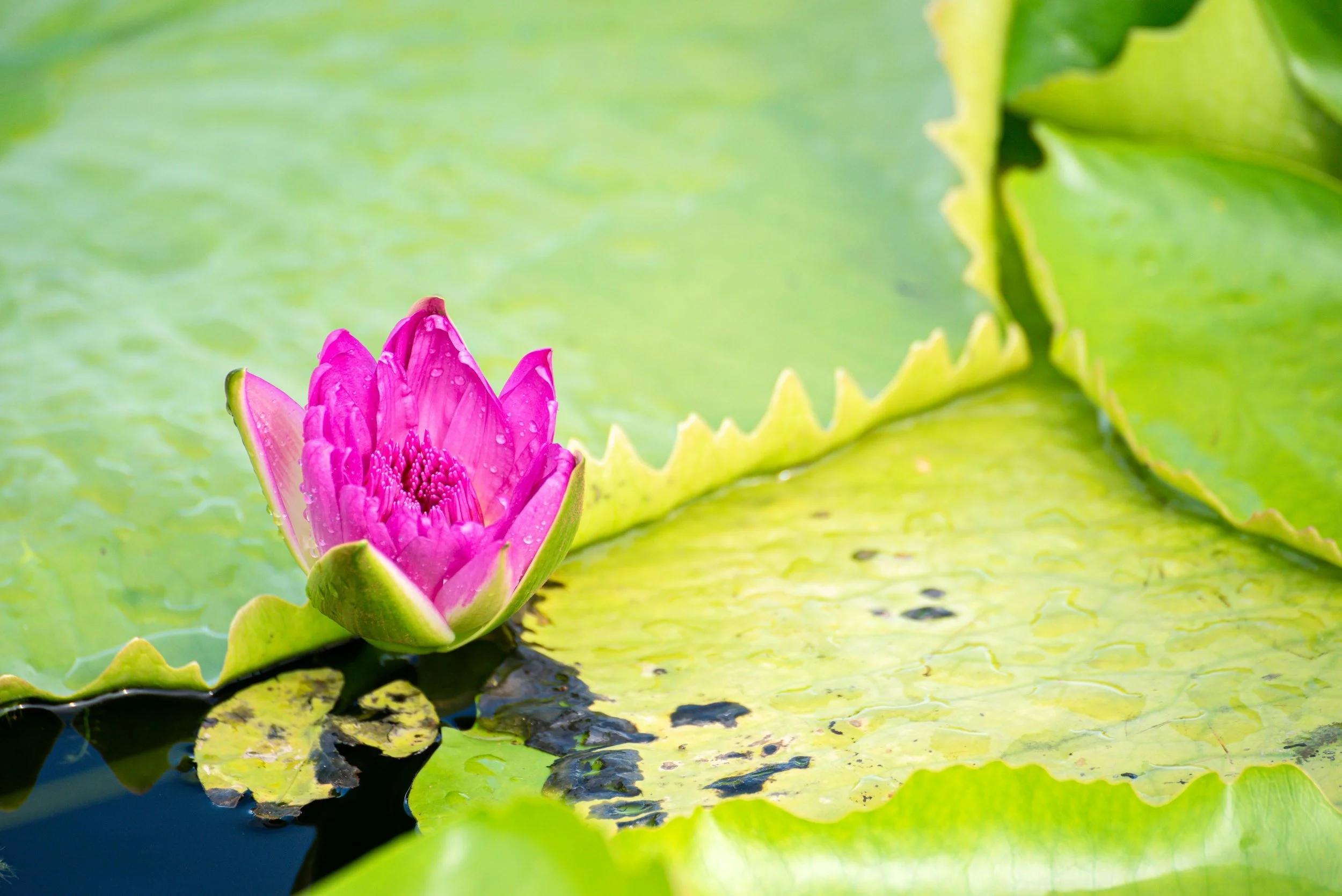 The Zen of Crisis Management: Staying Calm When Everything Falls Apart