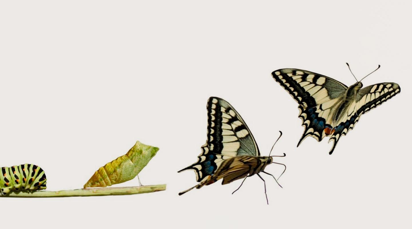 Embracing change: the journey to transformation