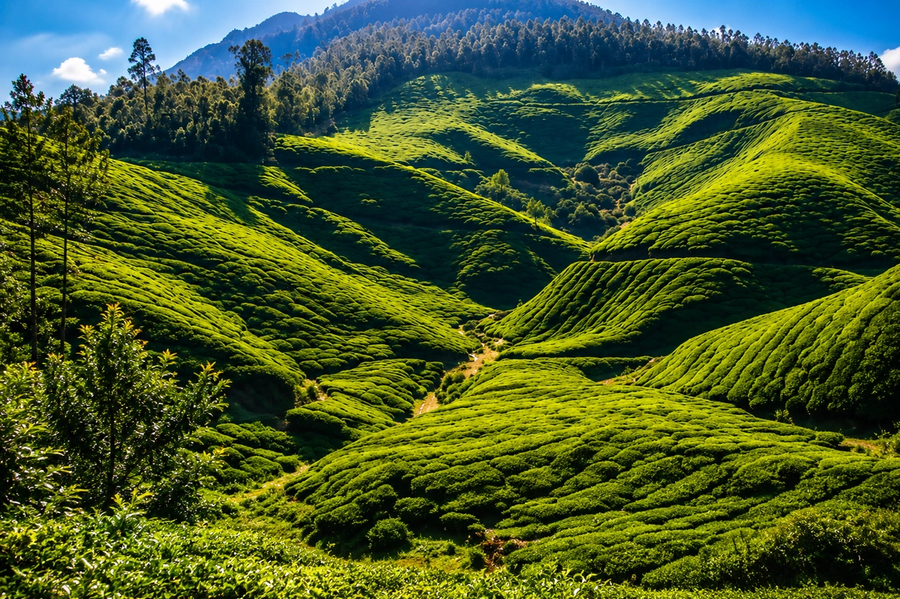 Letchmi Hills Trekking / Day Trek / Munnar Trekking / Tea Plantion Walk / 4 Hours Trekking Munnar  — photo 1 of 3