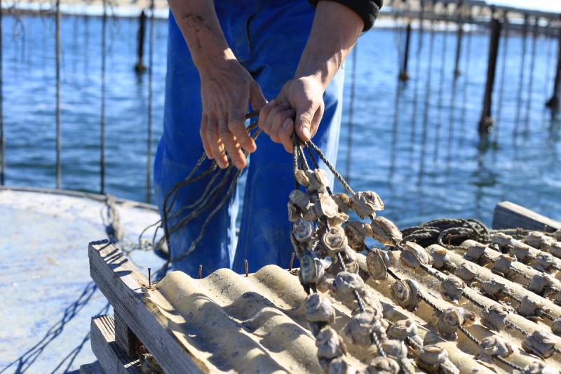 Travail des huîtres dans l'étang de Thau