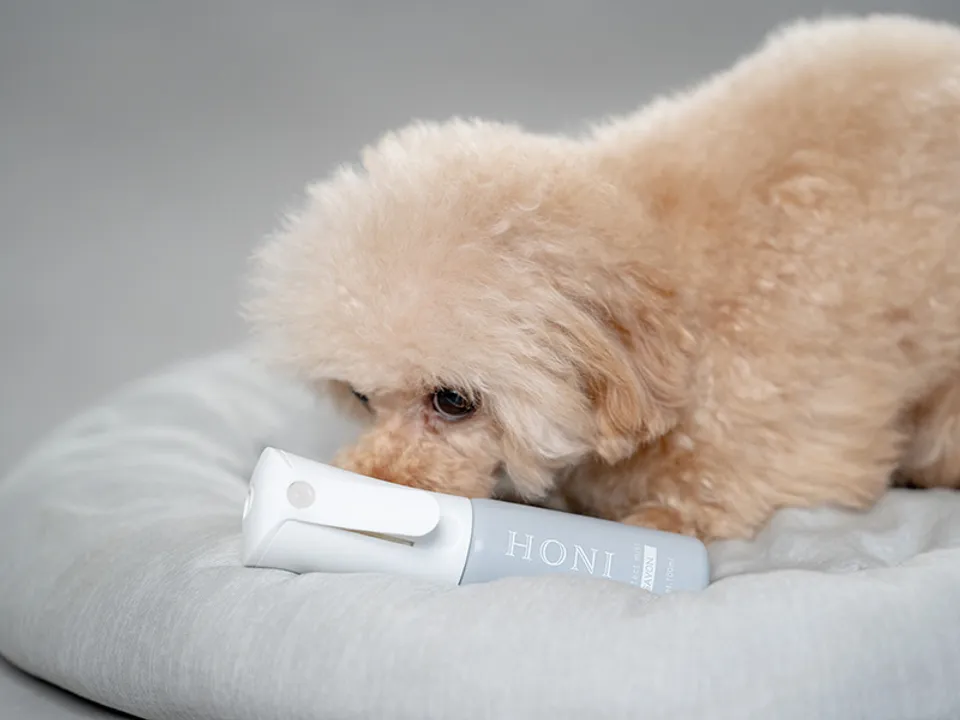 honi-q1