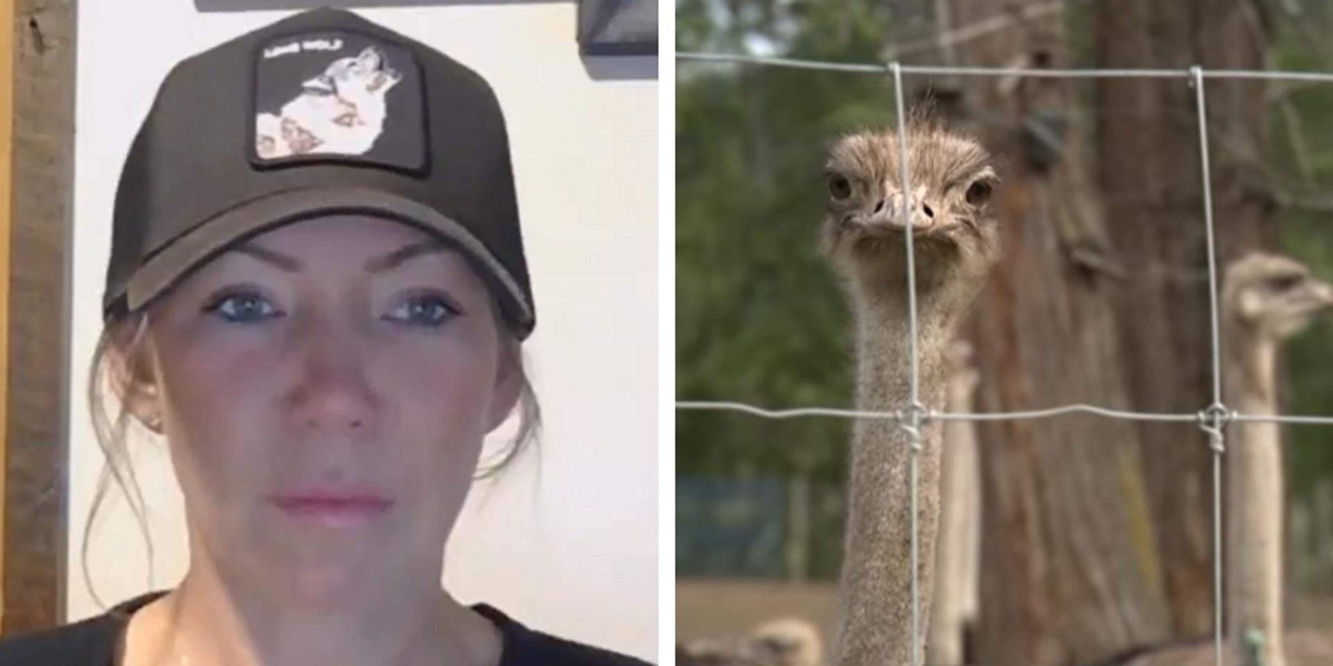 Canadian govt could be defying Supreme Court order, may be killing ostriches at BC farm: Farm spox