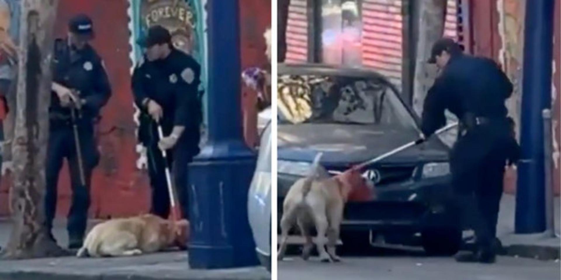 San Francisco woman hospitalized after being MAULED by pit bull off its leash