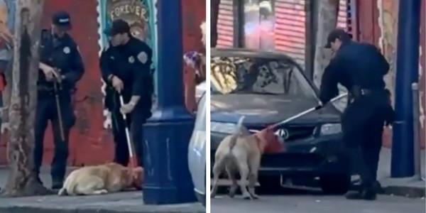 San Francisco woman hospitalized after being MAULED by pit bull off its leash