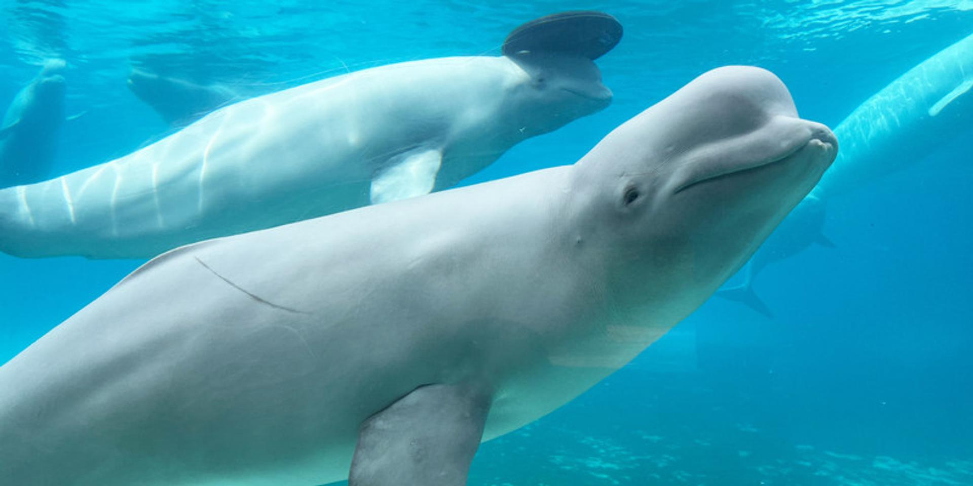 30 beluga whales stranded in abandoned Ontario theme park head to US aquariums for a fresh start