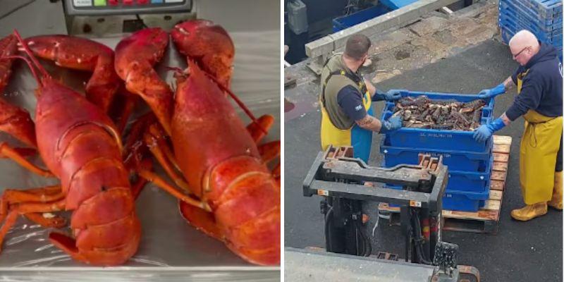 LOBSTER PIRATES: FBI hunts for thieves who stole $400,000 worth of lobsters destined for Midwest Costcos