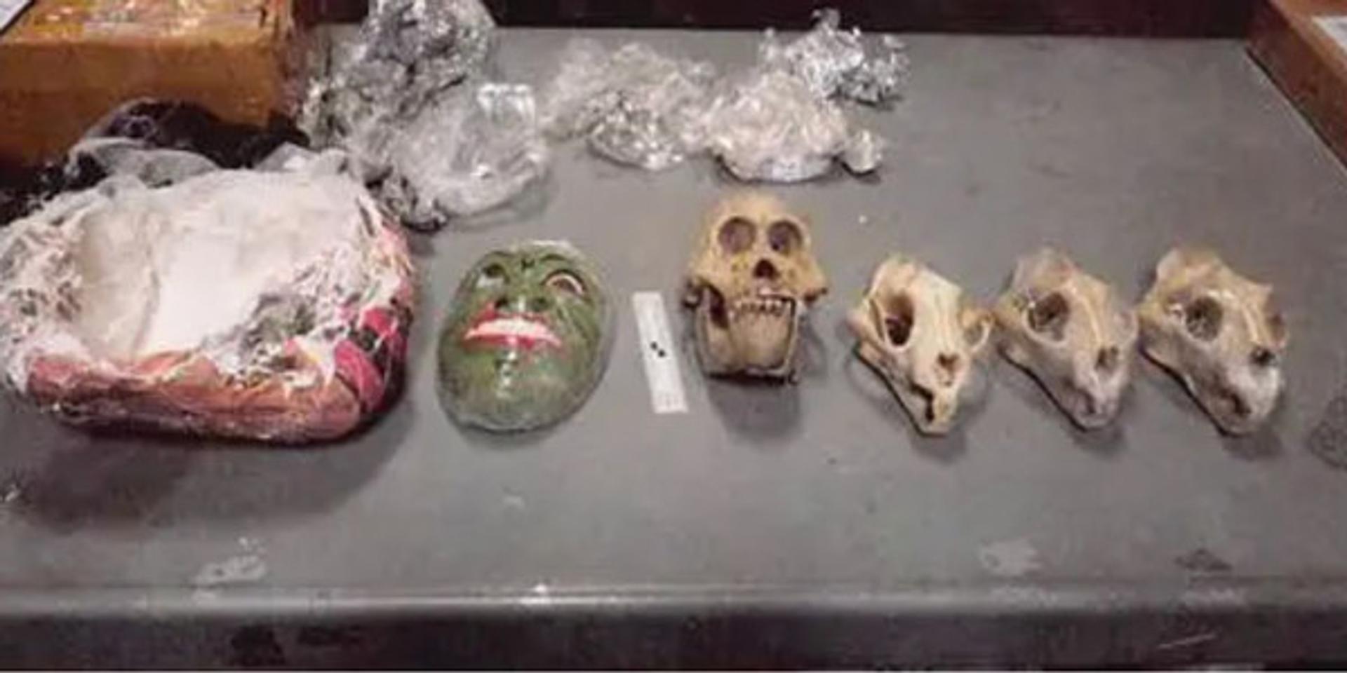 Massachusetts man sentenced for trafficking skulls of endangered animals into US