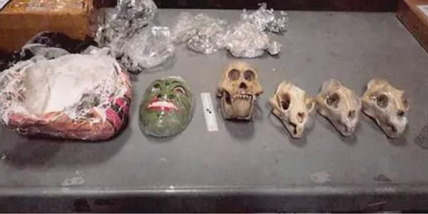 Massachusetts man sentenced for trafficking skulls of endangered animals into US