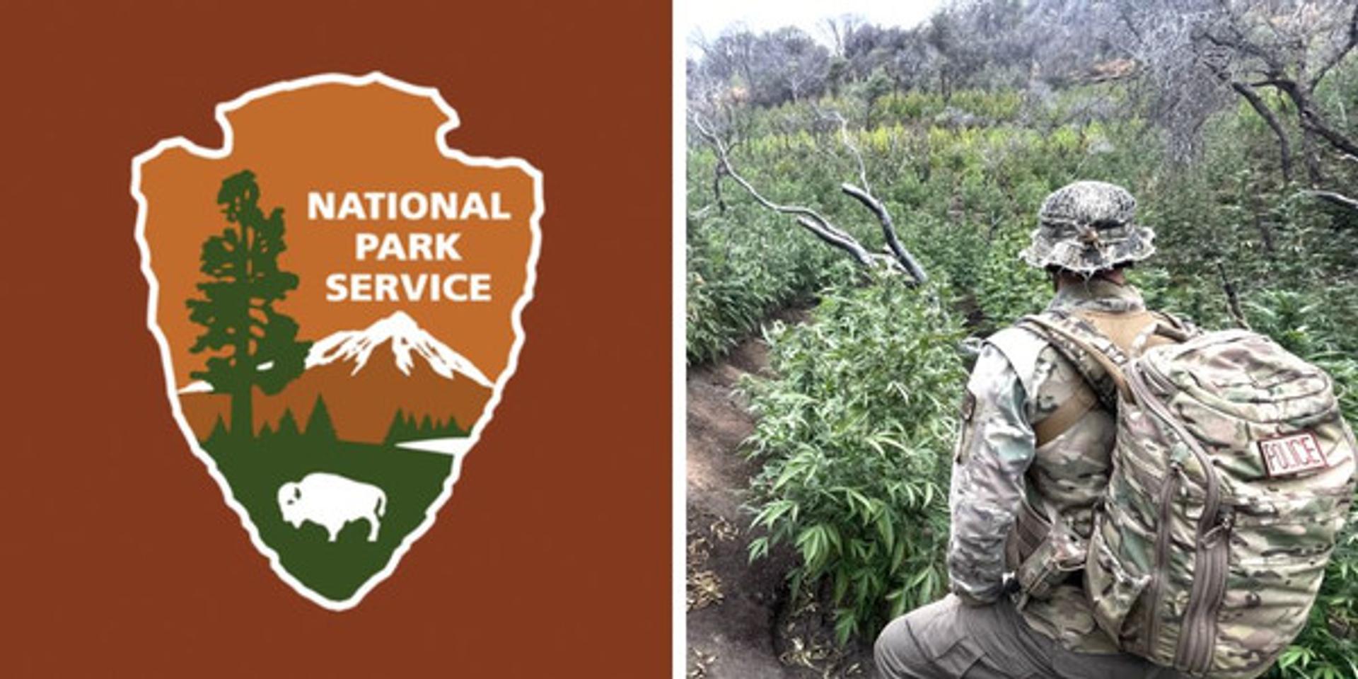 National Park Service removes thousands of illegally grown marijuana plants from California's Sequoia National Park