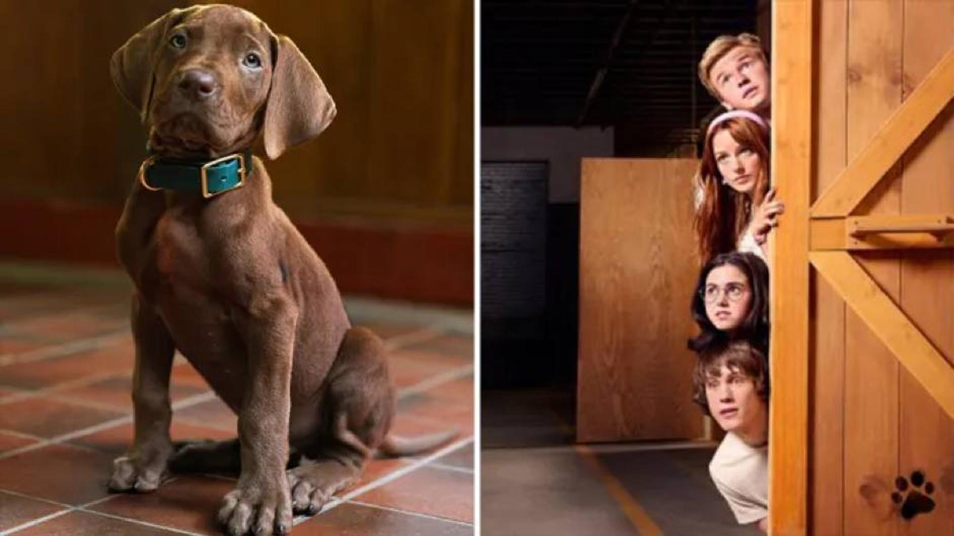 Scooby-Doo Netflix reboot features real dog, all-white cast after 2023 spinoff had black Shaggy, Indian Velma
