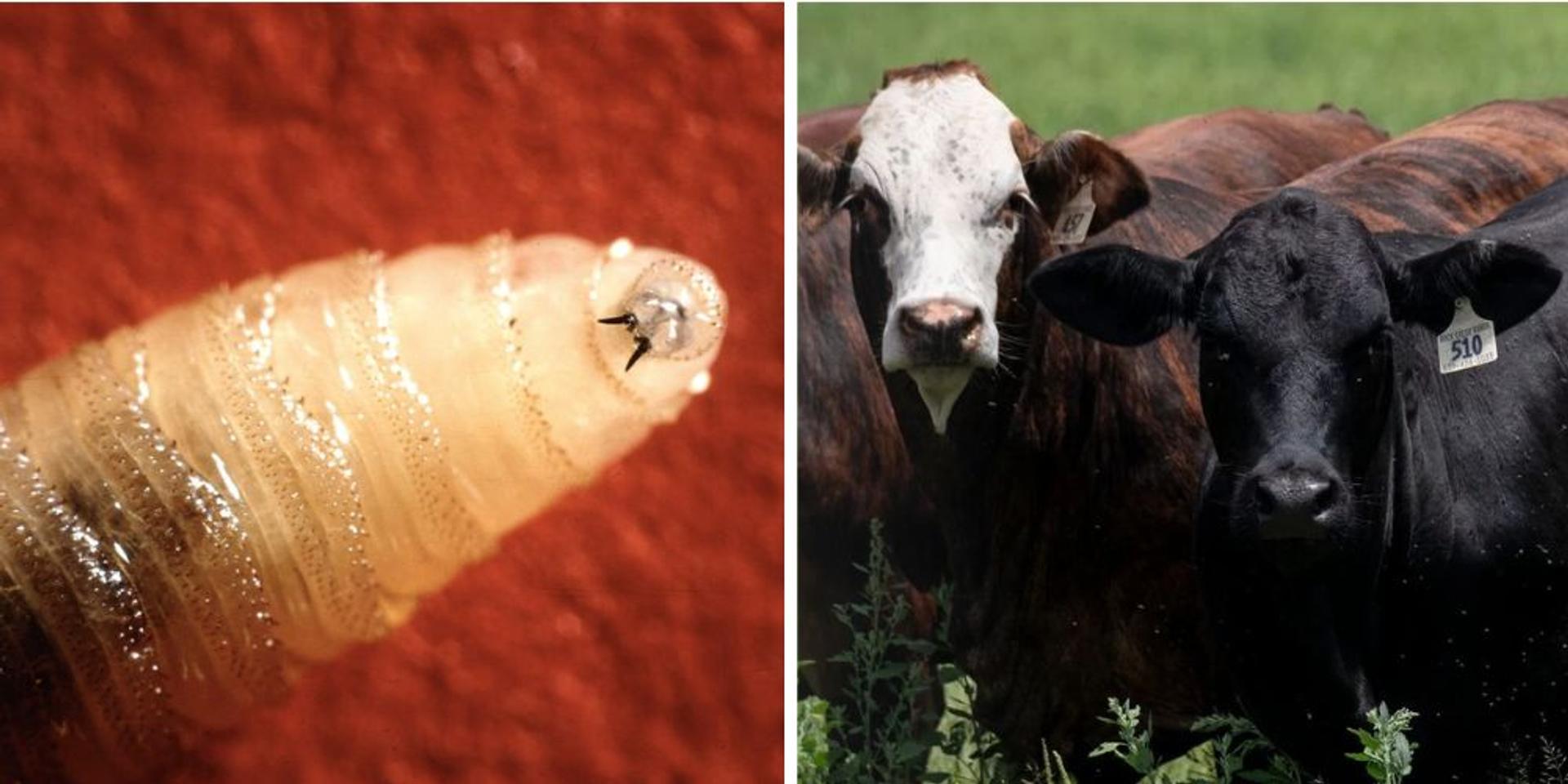 USDA releases 400 MILLION flies to fight flesh-eating screwworm attacking Texas livestock