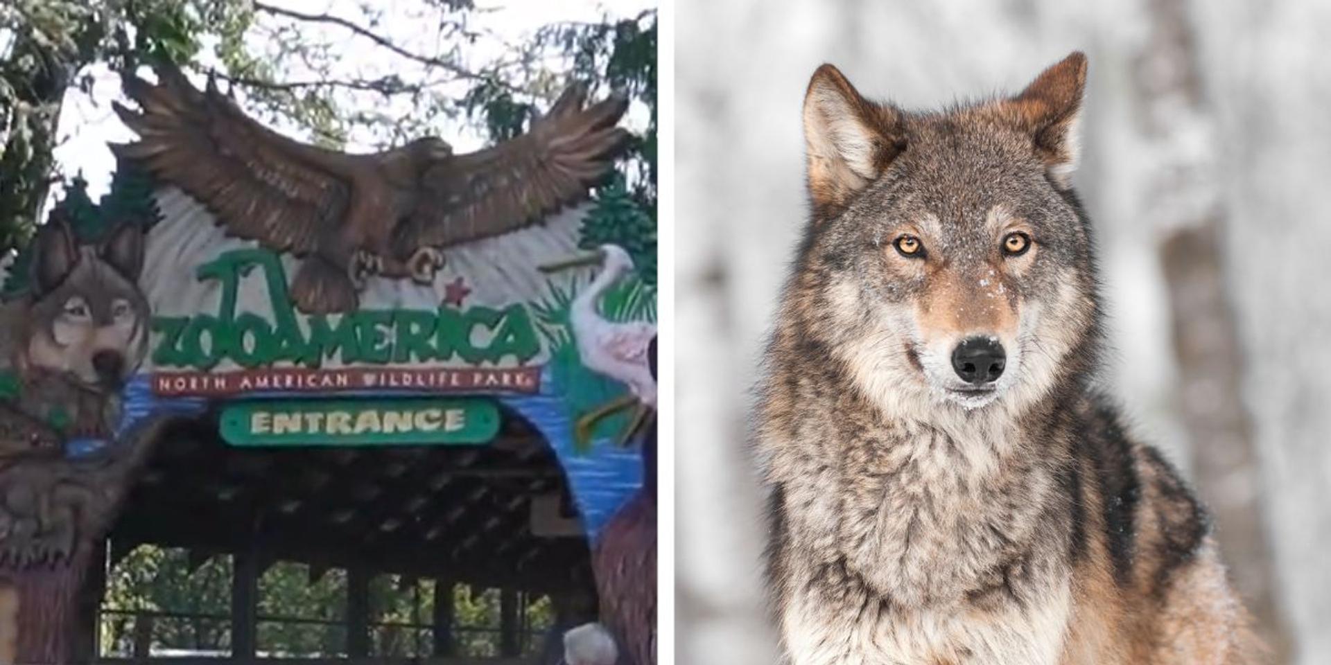 Toddler wounded by wolf in Hersheypark's zoo as parents absorbed by phones