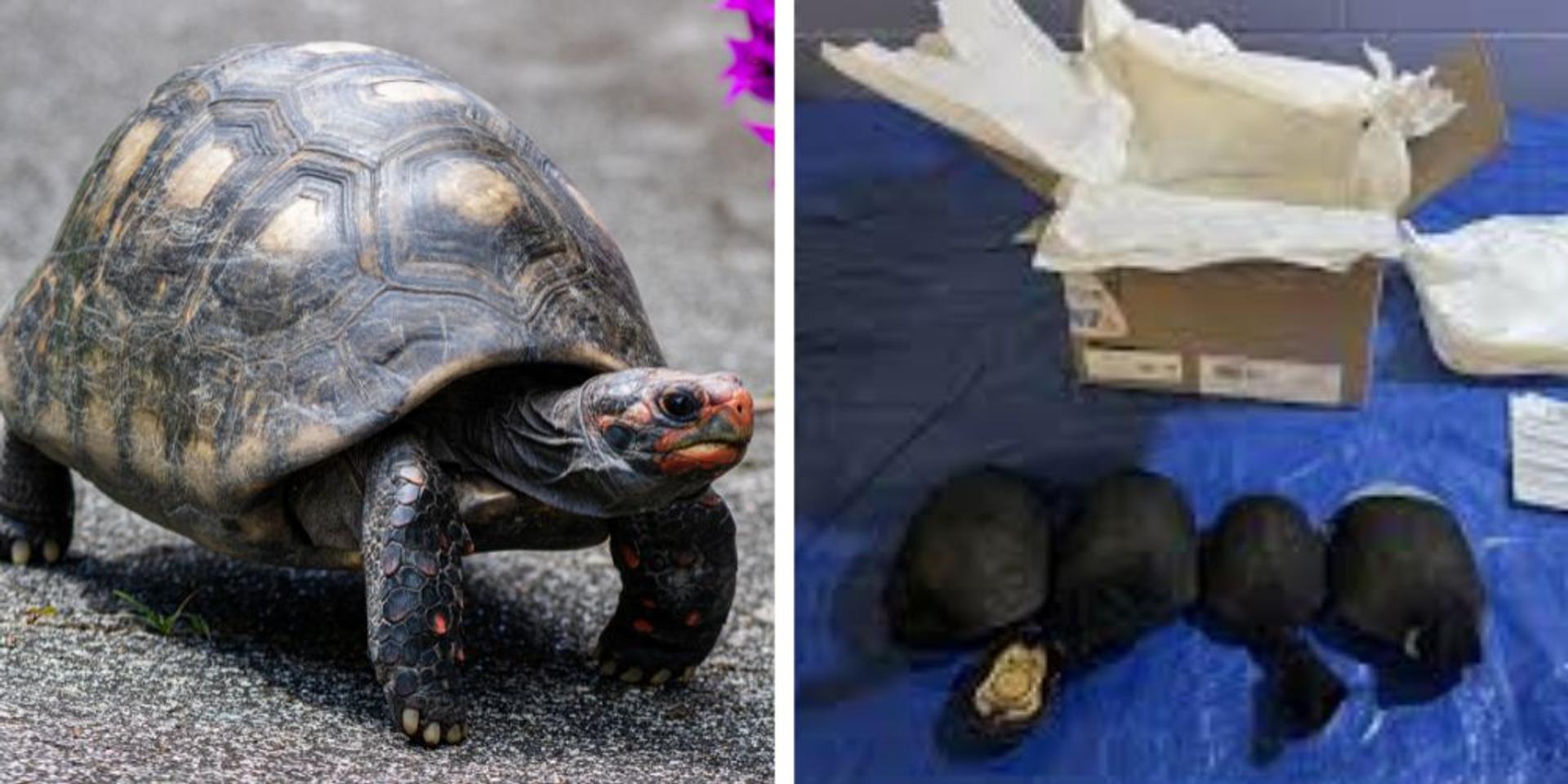 Chinese national sentenced to 2 years for trafficking hundreds of live turtles, snakes, other reptiles from NY to Hong Kong