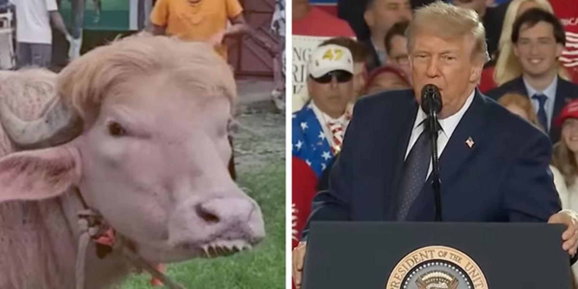 Viral 'Donald Trump' lookalike buffalo to be sacrificed for Islamic holiday