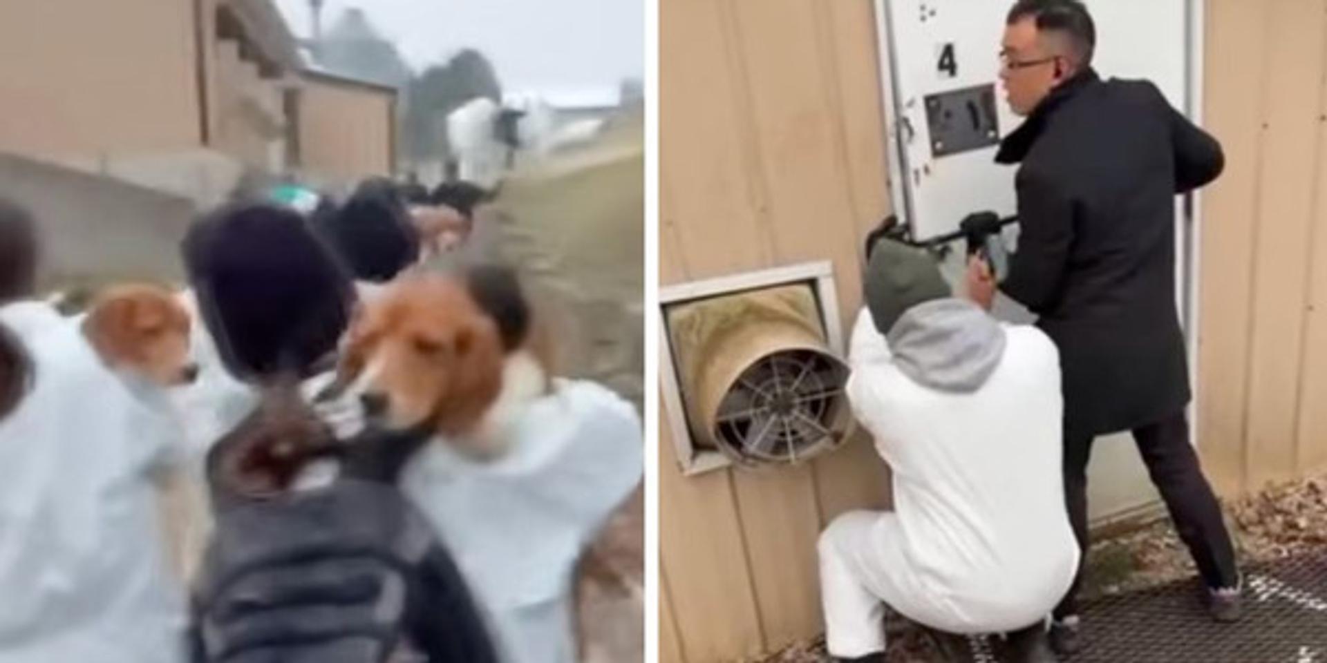 Animal rights activists arrested for liberating 23 beagles from Wisconsin breeding facility