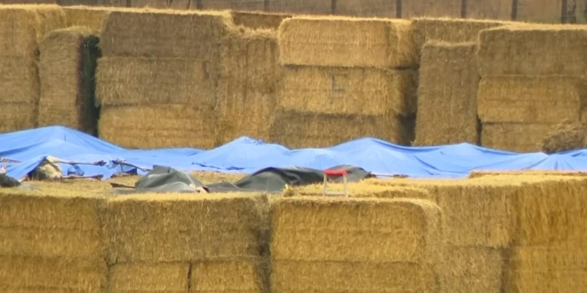 300 ostriches killed by firing squad on British Columbia farm over bird flu allegations