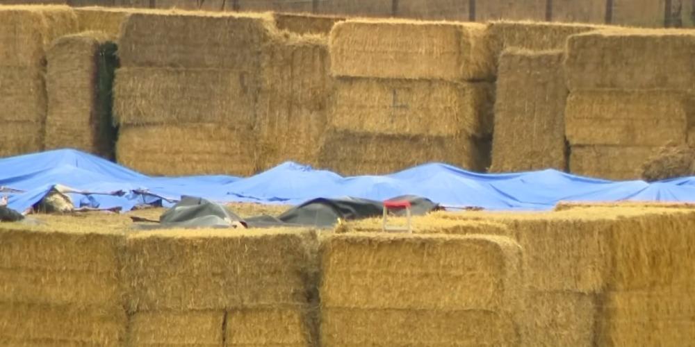 300 ostriches killed by firing squad on British Columbia farm over bird flu allegations